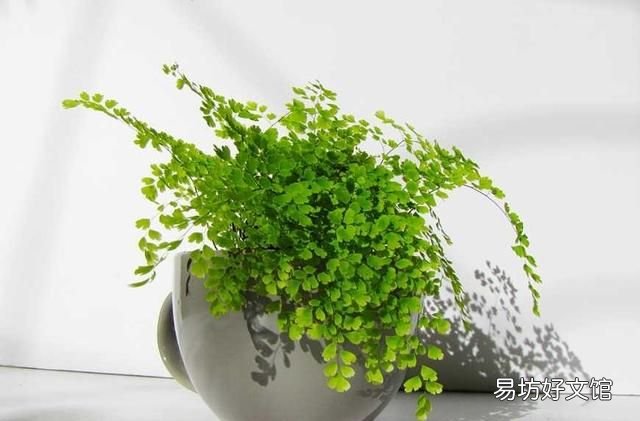 铁线蕨怎么养护? 铁线蕨的养殖方法