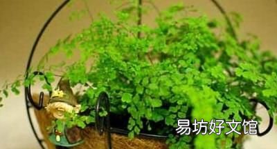 铁线蕨怎么养护? 铁线蕨的养殖方法