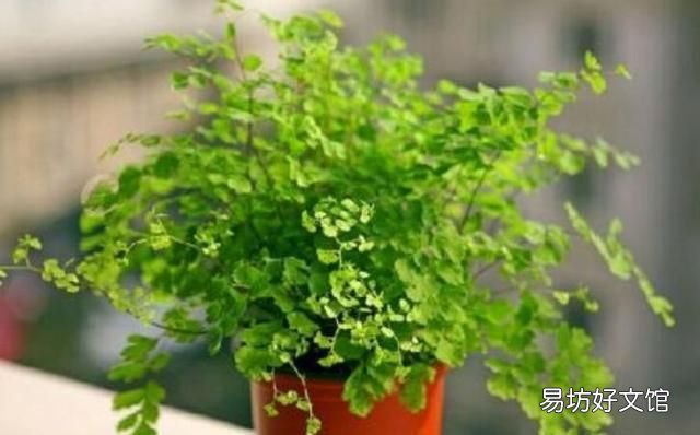 铁线蕨怎么养护? 铁线蕨的养殖方法