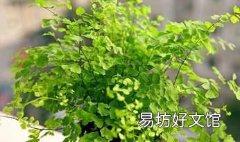 铁线蕨怎么养护? 铁线蕨的养殖方法