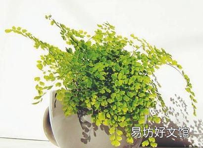 铁线蕨怎么养护? 铁线蕨的养殖方法