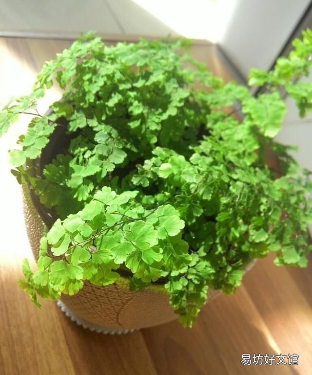 铁线蕨怎么养护? 铁线蕨的养殖方法