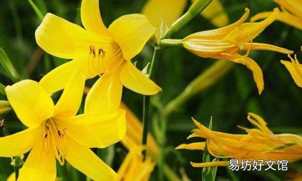 萱草的养殖方法和注意事项,大花萱草的养殖方法和注意事项视频