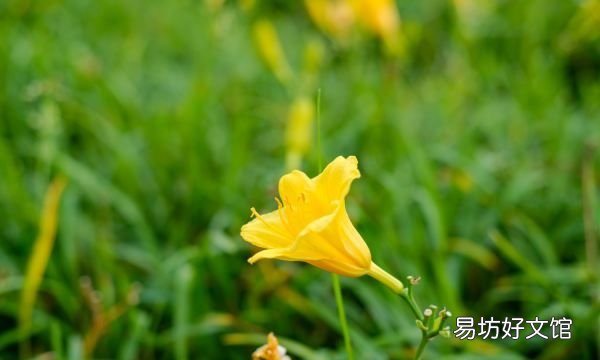萱草的养殖方法和注意事项,大花萱草的养殖方法和注意事项视频