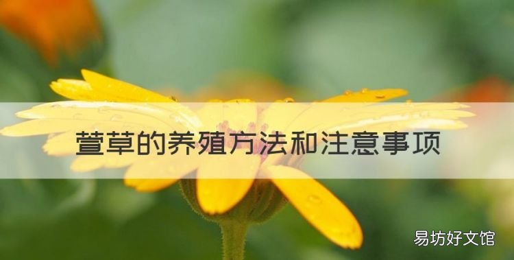 萱草的养殖方法和注意事项,大花萱草的养殖方法和注意事项视频