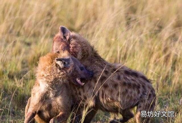 为什么鬣狗的首领是母的,猴子首领是公的有没有哪种动物的首领是与体型相反的
