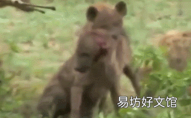 为什么鬣狗的首领是母的,猴子首领是公的有没有哪种动物的首领是与体型相反的