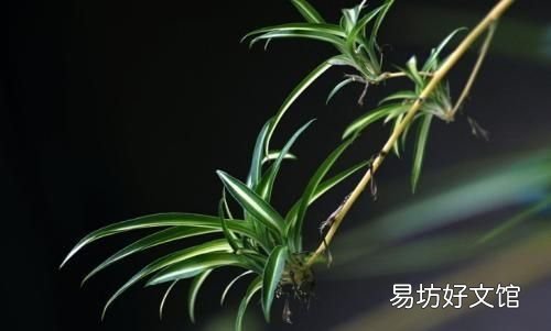 吊兰怎么养:吊兰的防虫害防治