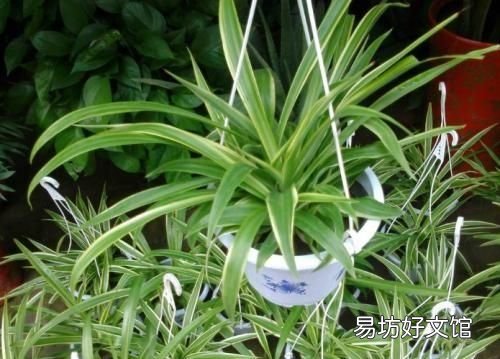 吊兰怎么养:吊兰的防虫害防治