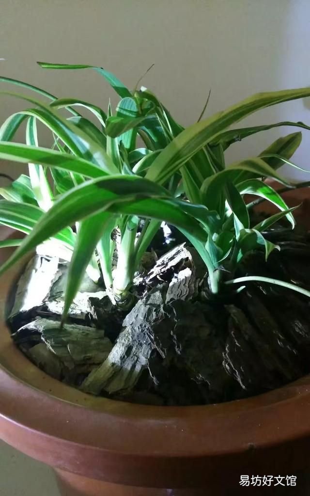 吊兰怎么养:吊兰的防虫害防治