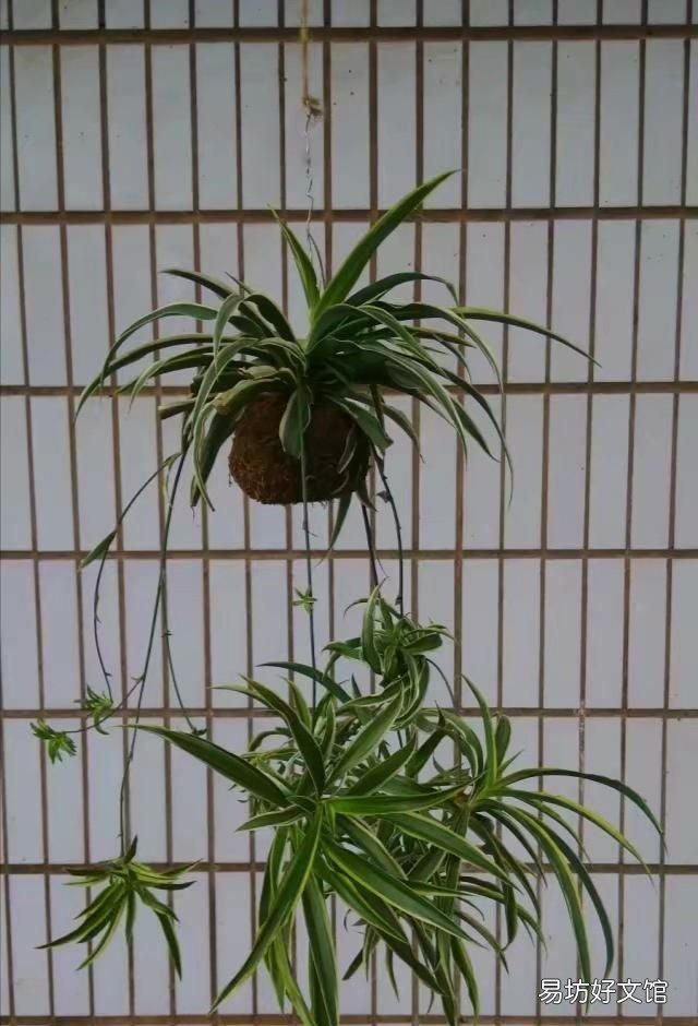 吊兰怎么养:吊兰的防虫害防治