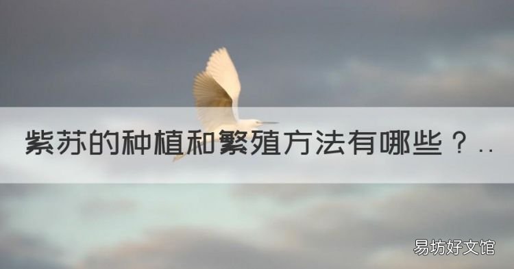 紫苏怎么种植,紫苏的种植和繁殖方法
