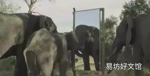 动物界除了人类最聪明的动物 动物中智力仅次于人的动物是什么