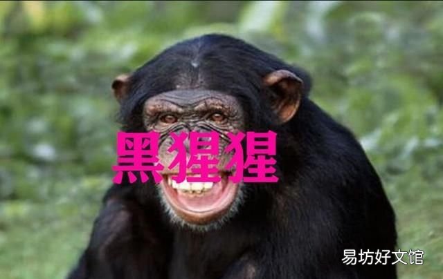 动物界除了人类最聪明的动物 动物中智力仅次于人的动物是什么