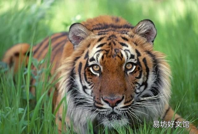 犬科和猫科的区别，猫科动物和犬科动物的区别有哪些
