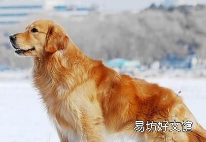 犬科和猫科的区别，猫科动物和犬科动物的区别有哪些