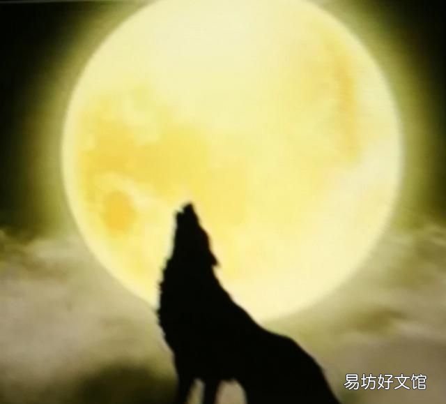 犬科和猫科的区别，猫科动物和犬科动物的区别有哪些