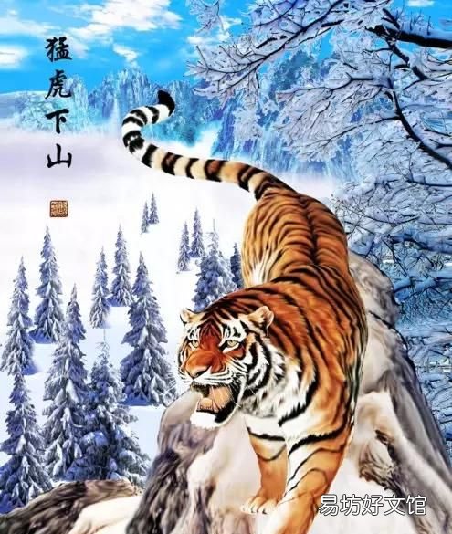 犬科和猫科的区别，猫科动物和犬科动物的区别有哪些