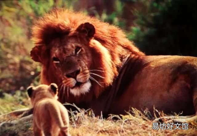 犬科和猫科的区别，猫科动物和犬科动物的区别有哪些