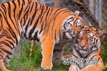犬科和猫科的区别，猫科动物和犬科动物的区别有哪些