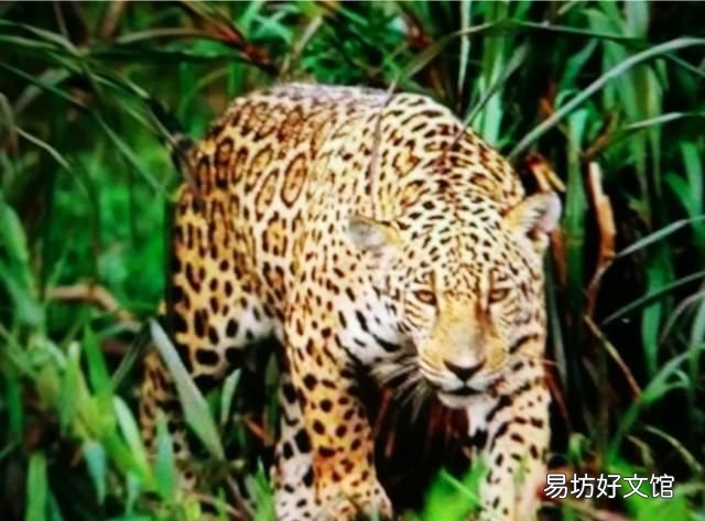 犬科和猫科的区别，猫科动物和犬科动物的区别有哪些