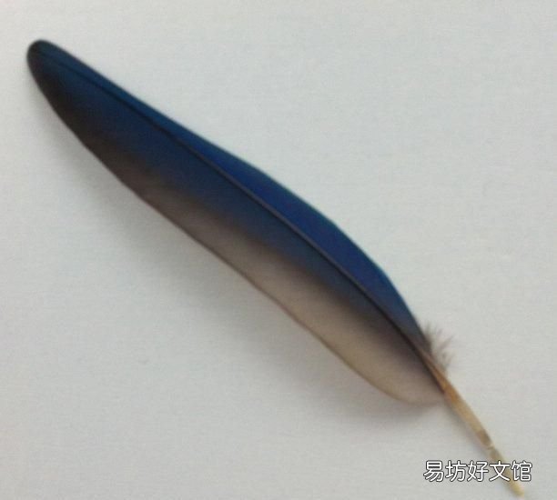 鸟为什么会飞呢,鸟为什么会有气味