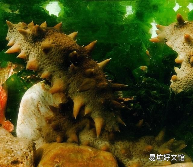 野生或底播和人工圈养的海参到底有什么区别,圈内人就是不告诉你