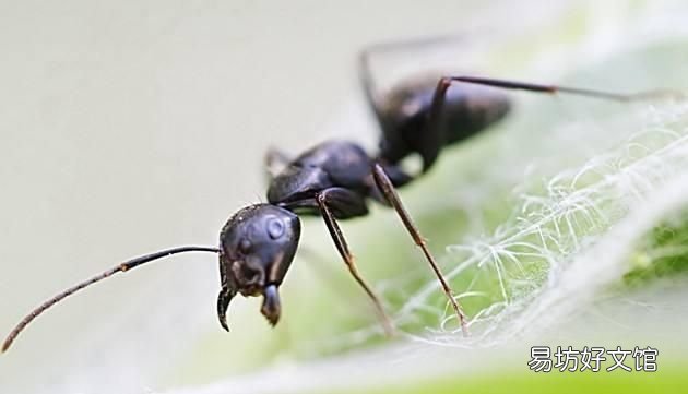 家里蚂蚁太多怎么办能除根,家里有小黄蚂蚁怎么办能除根