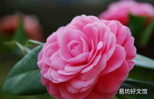 鲜花有哪些:春天可以食用的鲜花