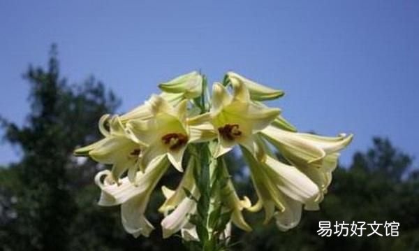 鲜花有哪些:春天可以食用的鲜花