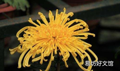 菊花冬天怎么换盆,菊花的栽培养护管理技术