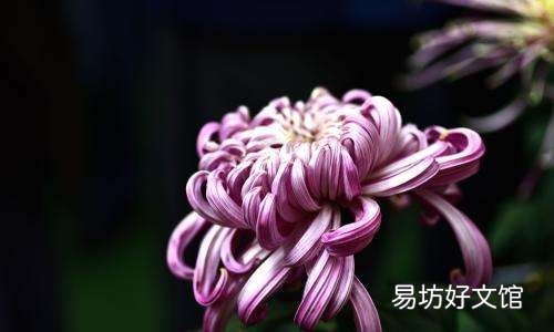 菊花冬天怎么换盆,菊花的栽培养护管理技术