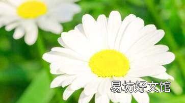 菊花冬天怎么换盆,菊花的栽培养护管理技术