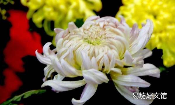 菊花冬天怎么换盆,菊花的栽培养护管理技术