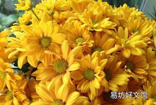 菊花冬天怎么换盆,菊花的栽培养护管理技术
