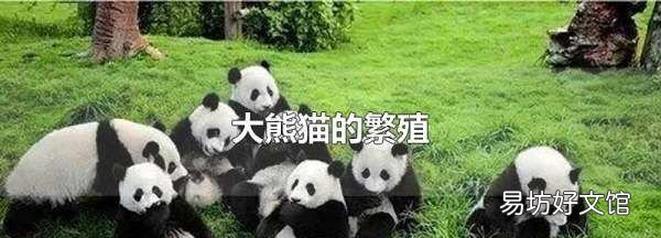 熊猫是怎么繁殖的视频,大熊猫的繁殖方式是什么