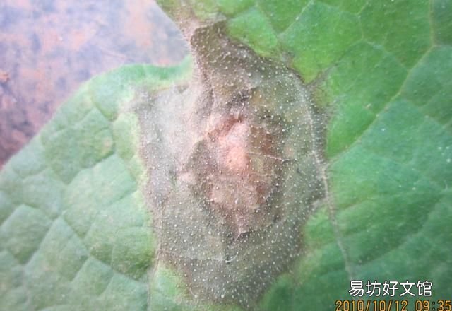 常见的蔬菜 大棚蔬菜病虫害防治