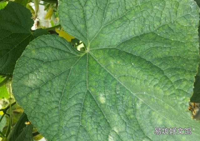 常见的蔬菜 大棚蔬菜病虫害防治