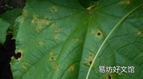 常见的蔬菜 大棚蔬菜病虫害防治