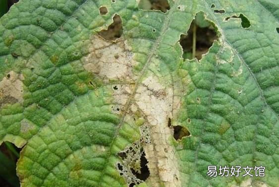 常见的蔬菜 大棚蔬菜病虫害防治