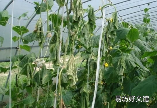 常见的蔬菜 大棚蔬菜病虫害防治