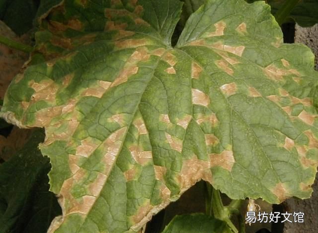 常见的蔬菜 大棚蔬菜病虫害防治