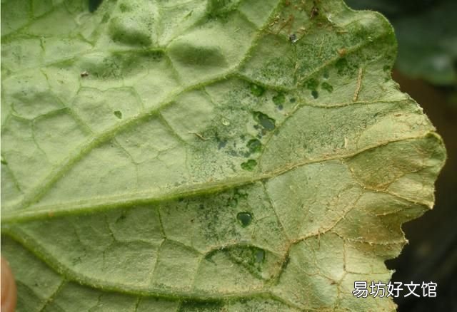 常见的蔬菜 大棚蔬菜病虫害防治