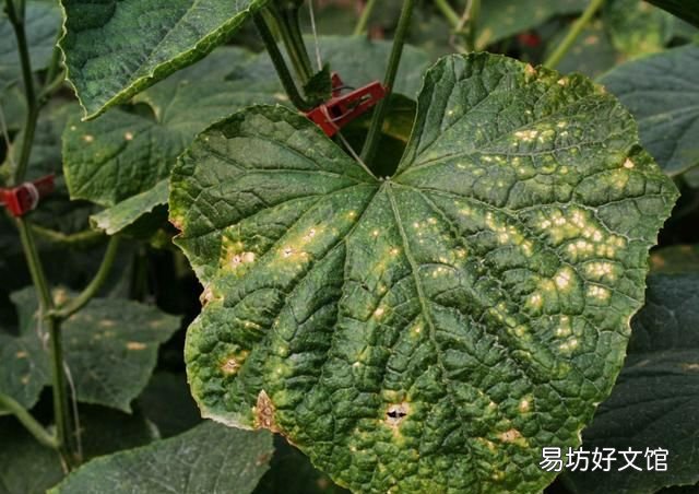常见的蔬菜 大棚蔬菜病虫害防治