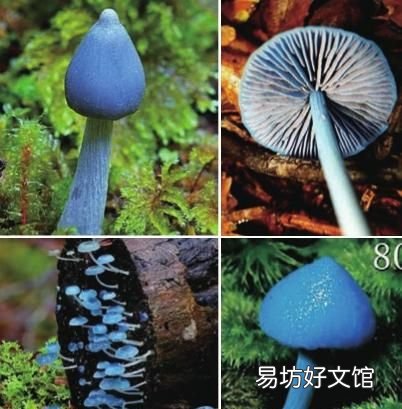蓝瘦香菇真的存在吗