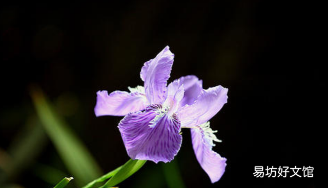 鸢尾花的花语,不同颜色的花语你知多少?