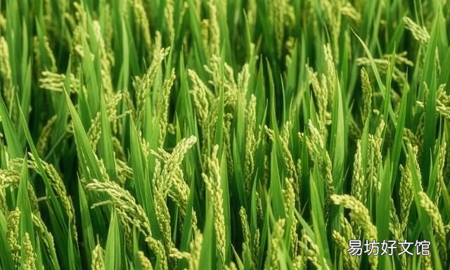 “秋分不露头,割了喂老牛”是什么意思秋分到底“分”什么呢