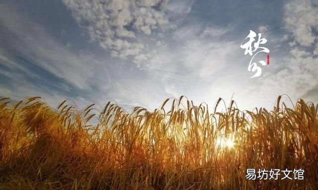 “秋分不露头,割了喂老牛”是什么意思秋分到底“分”什么呢