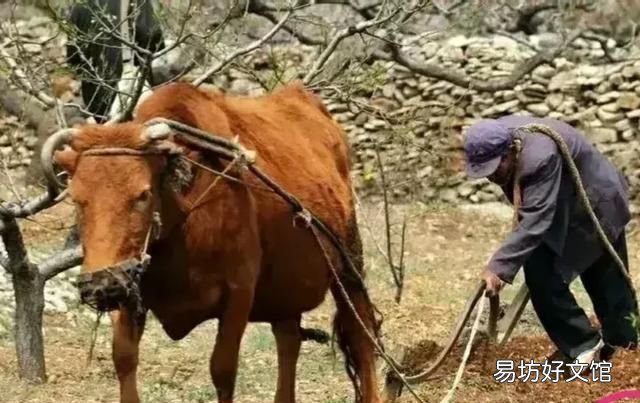 “秋分不露头,割了喂老牛”是什么意思秋分到底“分”什么呢