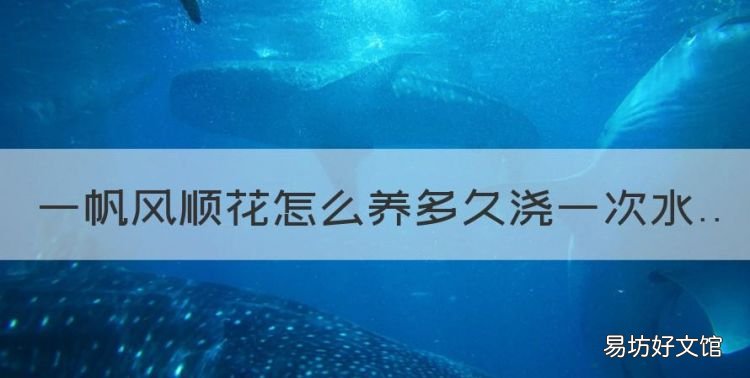 一帆风顺怎么养才能更旺盛,一帆风顺花怎么养多久浇一次水